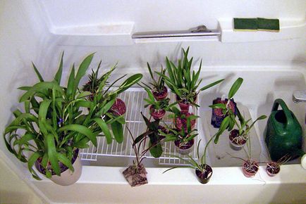 Hogyan a víz a orchideák a haza, a öntözés gyakorisága virágzás idején, video