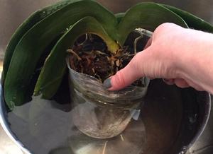 Hogyan a víz a orchideák a hazai, elsősorban az öntözés és a módszerek, amelyeket el kell