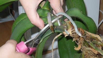 Orchidea palánta az otthon alapvető módszereit ülőhely