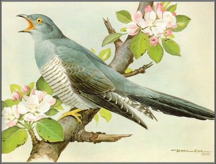Hogyan kell felhívni kakukk (fázis rajz Cuckoo) Hogyan rajzoljunk egy kakukk