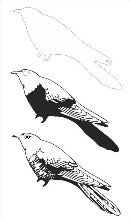 Hogyan kell felhívni kakukk (fázis rajz Cuckoo) Hogyan rajzoljunk egy kakukk