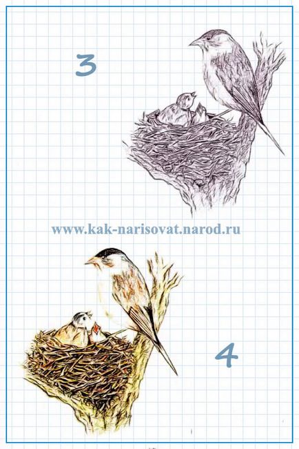 Hogyan rajzoljunk egy kakukk (kakukk felhívni a ceruza) Hogyan rajzoljunk egy kakukk