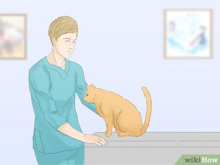 Hogy biztosítsuk, hogy a macska nem vizelt a szőnyegen