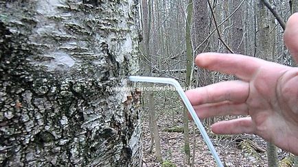 Hogyan gyűjtsünk nyírfa nedv károsítása nélkül a fa