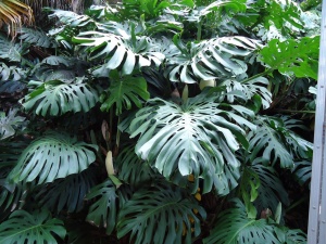 Hogyan kell menteni Monstera, ha elhagyja sárgák miért történik, és mi a teendő ilyen esetben (sárga) Hogyan kell menteni Monstera, ha elhagyja sárgák miért történik, és mi a teendő ilyen esetben,