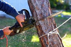 Hogyan lehet csökkenteni a henger és a propil kidőlt fa, hogyan beugrik a helyes irányba, hogy kivágták,