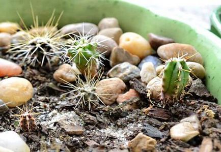 Kaktusz magokból növekszik a hazai, képek és videó