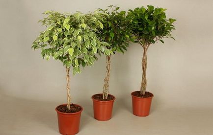 Hogyan Care Ficus benjamina otthon, válassza a leszállás