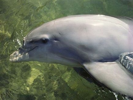 Úgy néz ki mint a delfinek, delfin kép, delfinek képek, fotók bálna, rózsaszín delfin fotó,