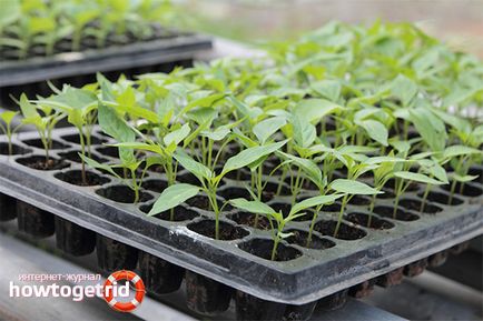 Hogyan növekszik palántákat tőzeggolyók (pellet) Hogyan növekszik palántákat tőzeggolyók