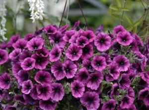 Hogyan növekszik ampelnye petúnia, az alapvető szabályokat az ültetés és a gondozó virág