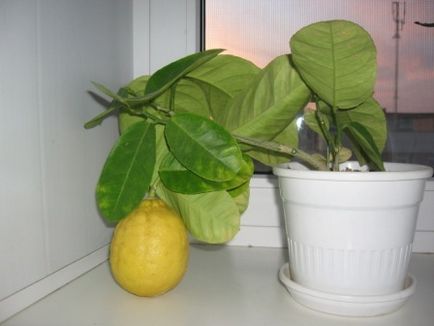 Hogyan növekszik a citrom, a csontok otthon gyümölcs