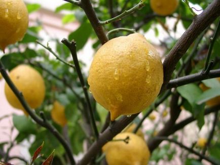 Hogyan növekszik a citrom, a csontok otthon lépésről lépésre
