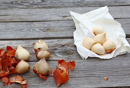 Hogyan kell tárolni a hagymákat ültetés előtt tulipánok - előkészítése és a szükséges feltételeket (store) Hogyan kell tárolni a hagymákat ültetés előtt tulipánok - előkészítése és a szükséges feltételek