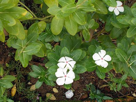 Catharanthus ampelnye - növekvő magról képet Catharanthus virág Catharanthus - otthoni gondozást