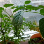 Catharanthus ampelnye növekvő magról otthon