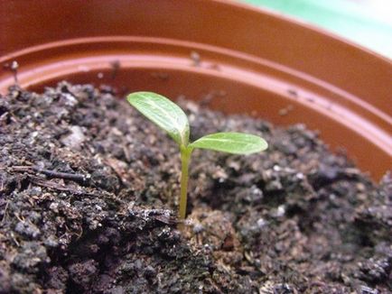 Catharanthus - növekvő magról otthon fotók és videó