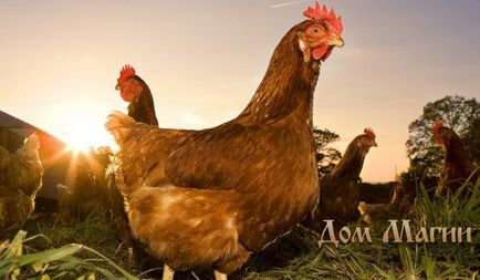 Miért álom egy csirke álom könyv - egy csirkés álmában - várja ajándék a sorstól