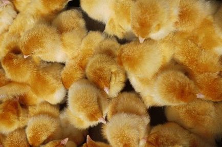 Miért álom sok kis csirkék