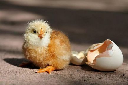 Miért álma egy kis csirke és egy csomó, hogy sárga, nő, ami azt jelenti, halott, keltető