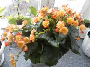 Begonia virág terem ellátás és a reprodukció az otthoni fotókkal