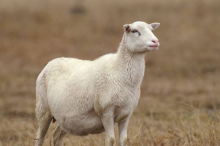 Etetés bárányok - a szabványok és a diéta