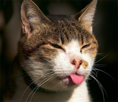 Cat nyelvet - a szeretet háziállat