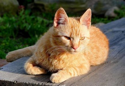 Brazil rövidszőrű macska fajta leírás, karakter, videó