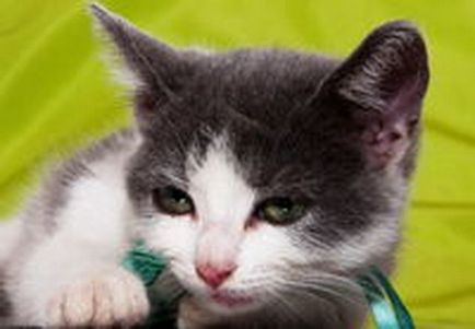 Brazil rövidszőrű macska fajta leírás, karakter, videó