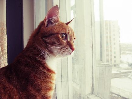 Macska az ablakban, vagy veszélyesebb, mint egy macska alá a magasból