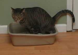 A macska nem megy a WC-ben a nagy 2-5 napon okai, kezelése