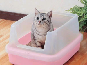 A macska nem megy a WC-ben a nagy 2-5 napon okai, kezelése