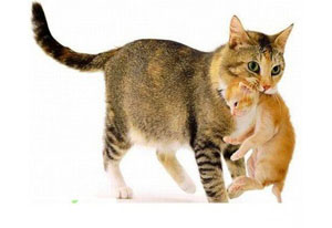 A macska vonszolja kiscicák
