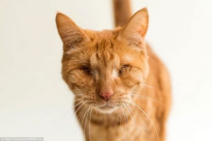 Macskák, amelyek elvesztették egyik vagy mindkét szemen (szem) Macskák, akik elvesztették egyik vagy mindkét szemen