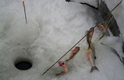 Klondike téli halászathoz 1 (tél) Sál téli halászathoz 1