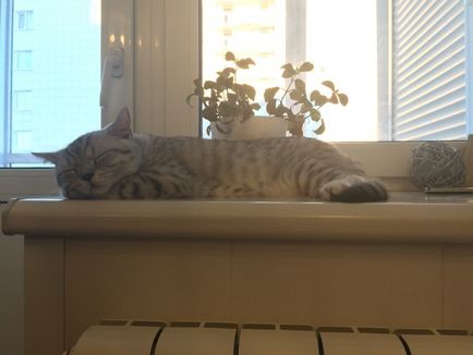 Cat egy ablakpárkányon