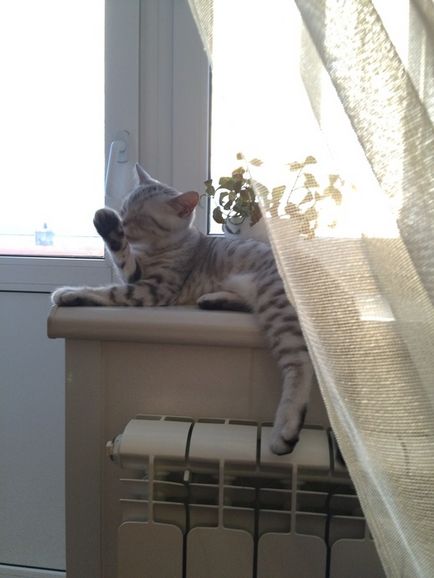 Cat egy ablakpárkányon