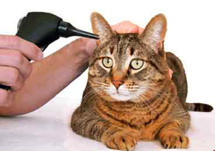 Cat megrázza a fejét, és megvakarja a fülét, és oka aggódni, hogy szükség van egy macska és egy macska