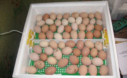 Csirke, csirke (broiler csirkét meghal) Tyúk, csirke