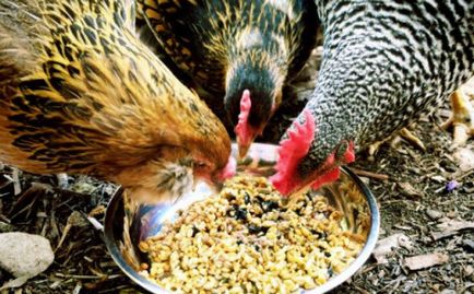 Csirke, csirke (broiler csirkét meghal) Tyúk, csirke