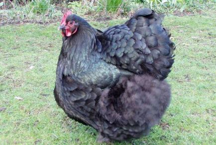 Csirke Orpington fajta jellemzői, vélemények, fényképek és videó felülvizsgálat