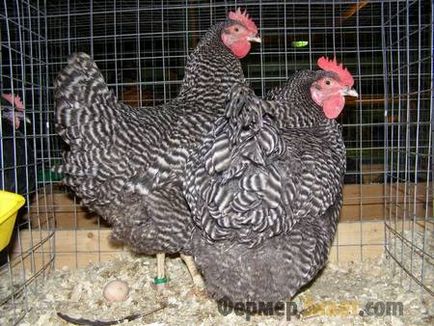 Csirkék tenyészteni amroks fontos jellemzői karbantartás és gondozás