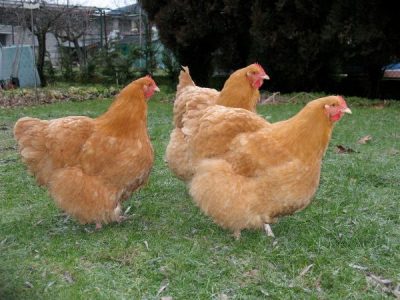 Csirkék Orpington fajta leírás, tenyésztés, fotók, videók és vélemények