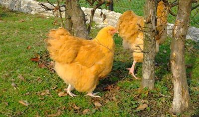 Csirkék Orpington fajta leírás, tenyésztés, fotók, videók és vélemények