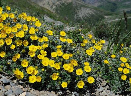 Cinquefoil cserje - ellátás és termesztés, ültetés, locsolás és a szaporodás (cinquefoil) Cinquefoil cserje - ellátás és termesztés, ültetés, locsolás és a reprodukció