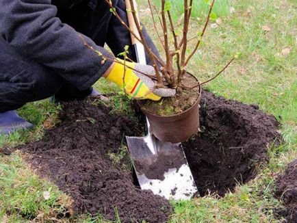 Cinquefoil cserje - ellátás és termesztés, ültetés, locsolás és a szaporodás (cinquefoil) Cinquefoil cserje - ellátás és termesztés, ültetés, locsolás és a reprodukció