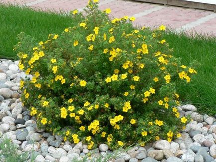 Cinquefoil cserje - ellátás és termesztés, ültetés, locsolás és a szaporodás (cinquefoil) Cinquefoil cserje - ellátás és termesztés, ültetés, locsolás és a reprodukció