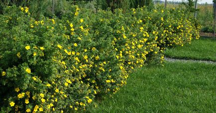 Cinquefoil cserje - ellátás és termesztés, ültetés, locsolás és a szaporodás (ellátás) Cinquefoil cserje - ellátás és termesztés, ültetés, locsolás és a reprodukció