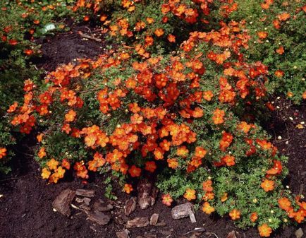 Cinquefoil cserje - ellátás és termesztés, ültetés, locsolás és a szaporodás (cserje) Cinquefoil cserje - ellátás és termesztés, ültetés, locsolás és a reprodukció