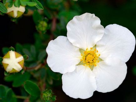 Cinquefoil cserje - ellátás és termesztés, ültetés, locsolás és a szaporodás (cinquefoil) Cinquefoil cserje - ellátás és termesztés, ültetés, locsolás és a reprodukció